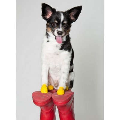 Pawz Obuwie gumowe XXS 12szt