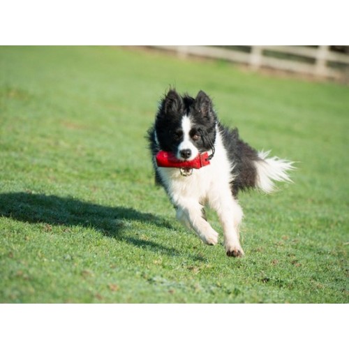 Clix Aport treningowy miękki Medium