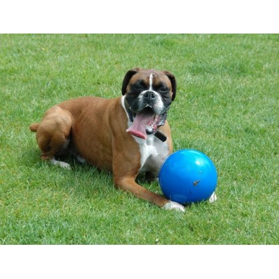 Boomer Ball S - 4" / 11cm niebieska