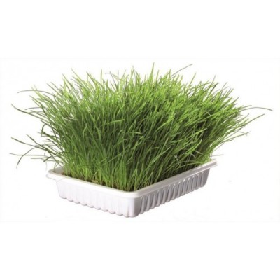 TRAWA DLA KOTA W POJEMNIKU 100g