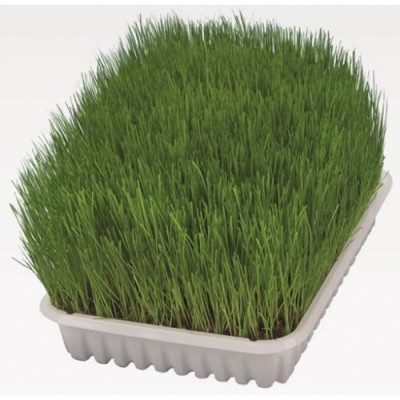 TRAWA DLA KOTA W POJEMNIKU 100g