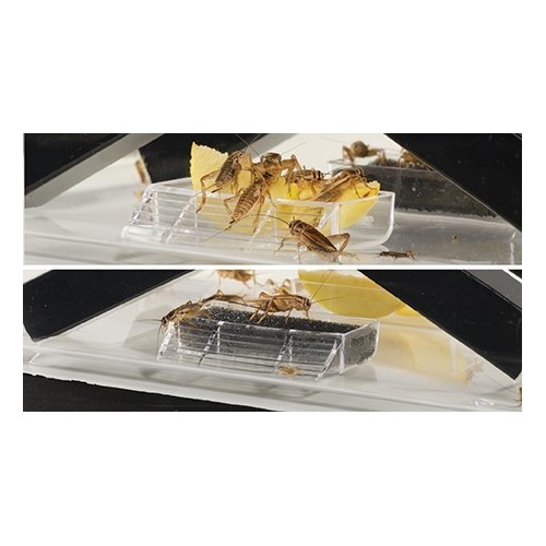 Terrarium do hodowli świerszczy, S, 14,6x18,5x11,5cm